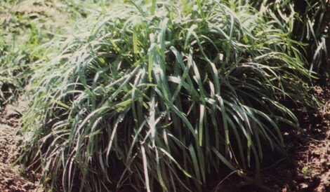 Garlic Chives Image